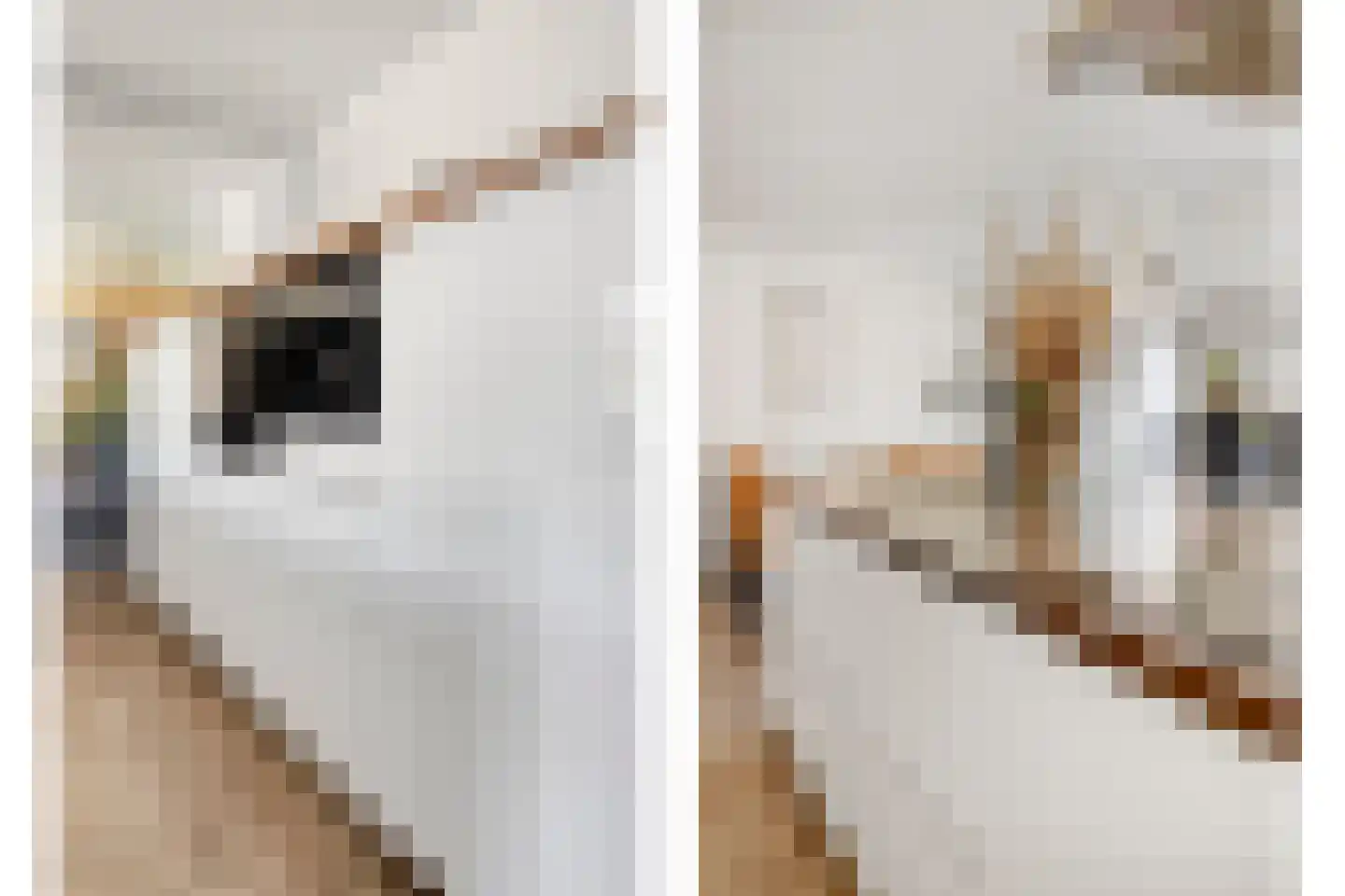 Sasput 5 Schoondijke thumbnail 20