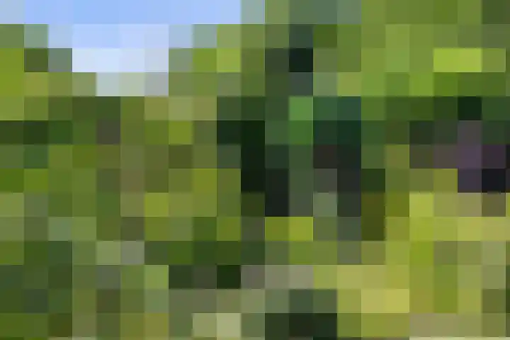 Sassenheimseweg 8 Berlicum thumbnail 49