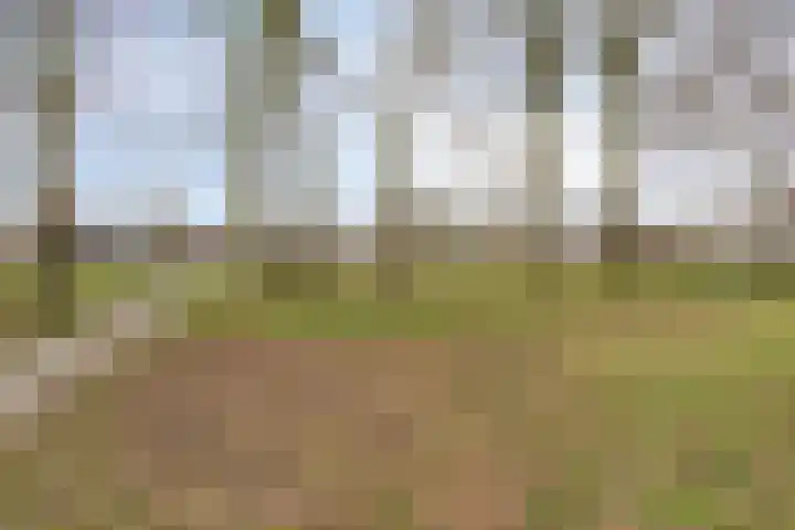 Satijnzwam 13 Veenendaal thumbnail 38