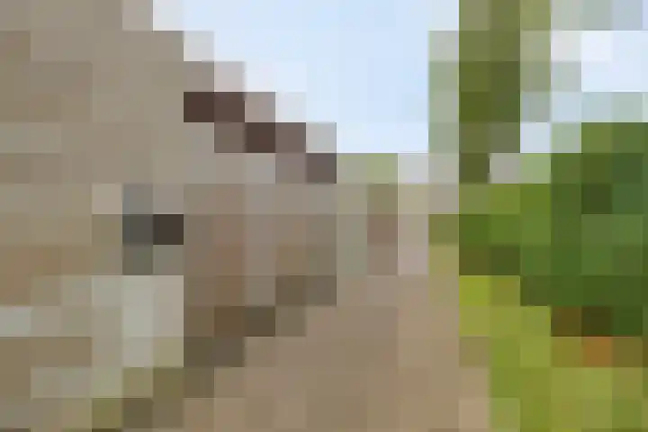 Saturnus 40 Aalten thumbnail 30