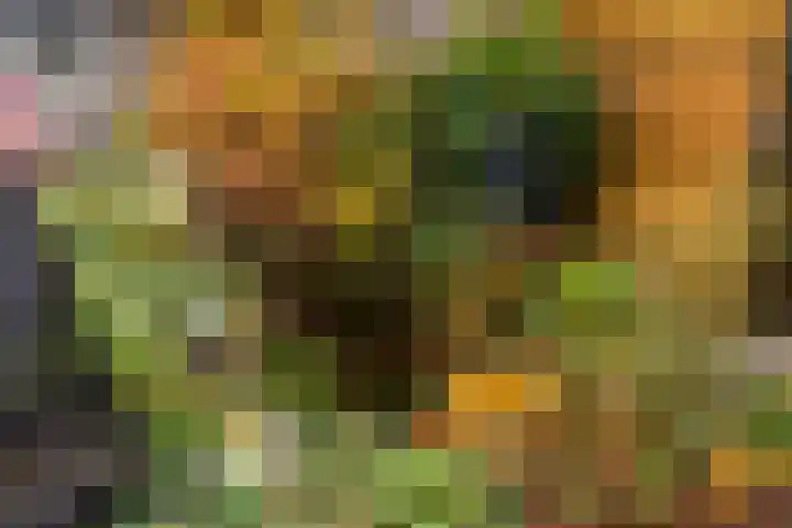 Saturnus 72 Hoogeveen thumbnail 50