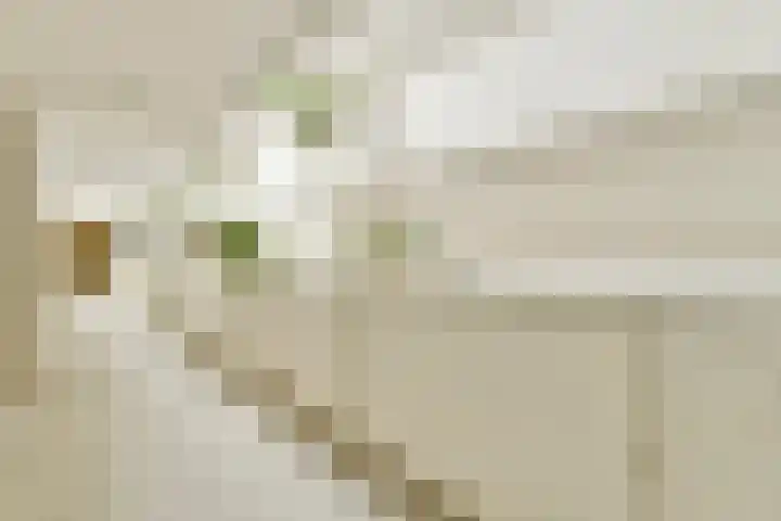 Sausalitolaan 100 Amsterdam thumbnail 7