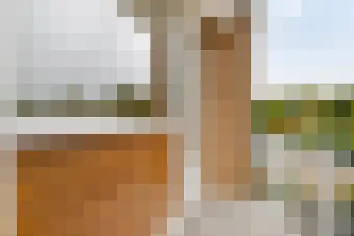 Saxenoord 11 Rotterdam thumbnail 16