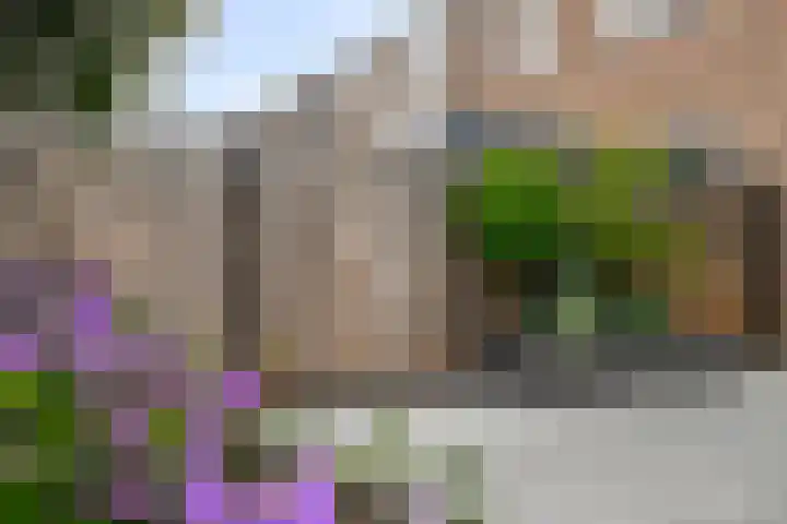 Scarpe Ee-laan 18 Scherpenisse thumbnail 46