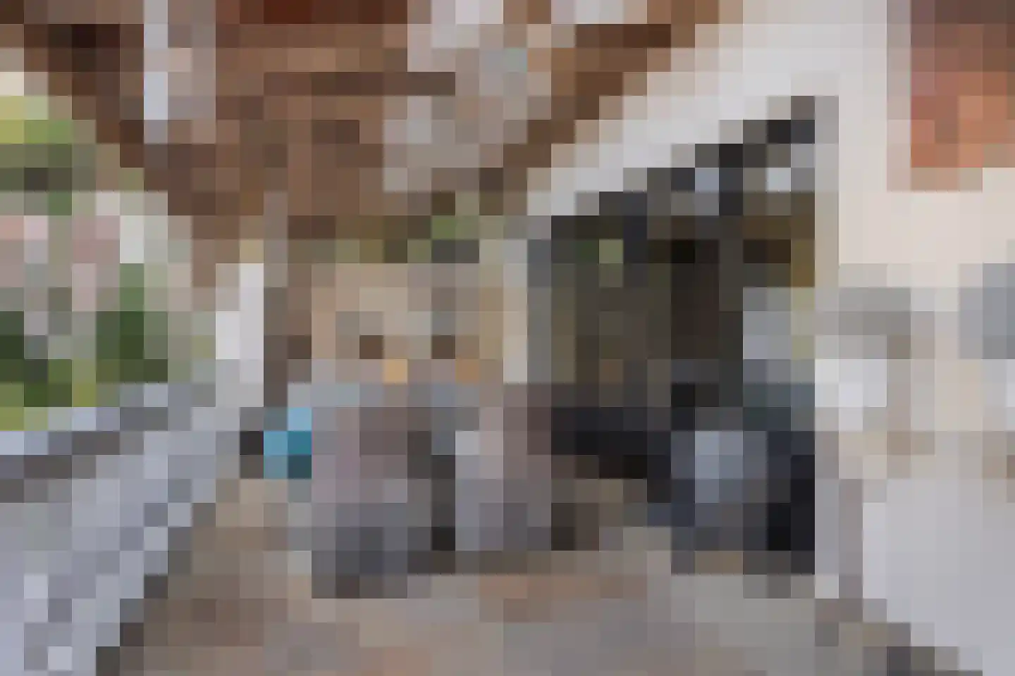 Schaafdries 60 Ravenstein thumbnail 50