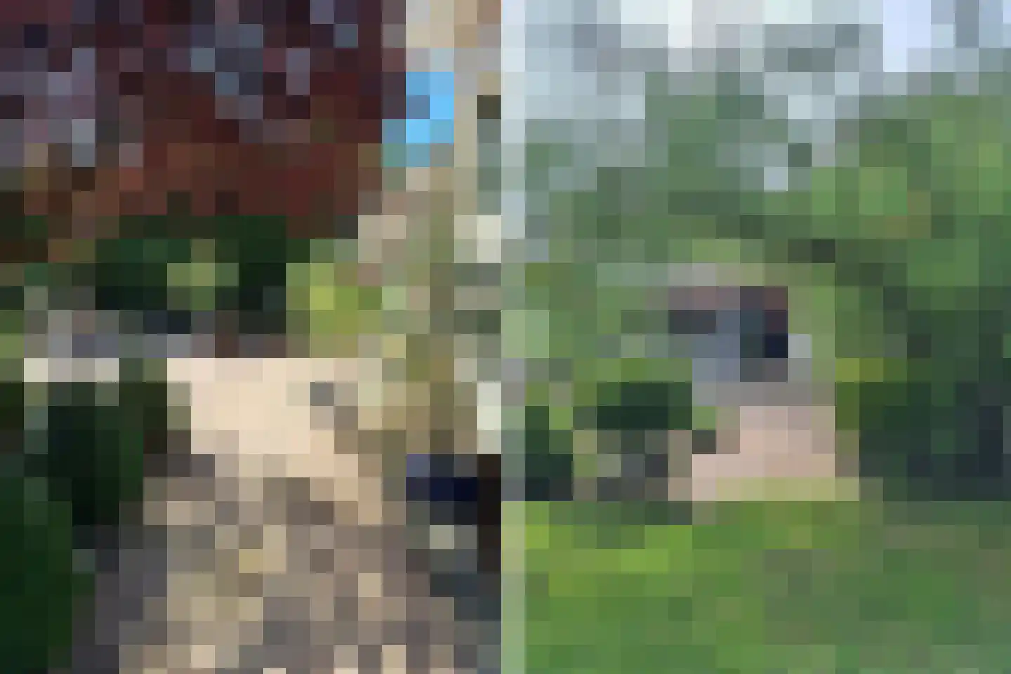 Schaafdries 60 Ravenstein thumbnail 61