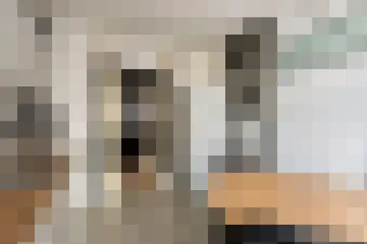 Schaafdries 60 Ravenstein thumbnail 63