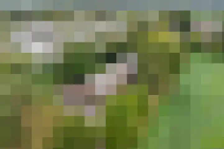 Schaanstraat 9 Chaam thumbnail 58