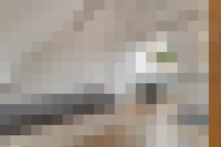 Schaapherder 17 Leusden thumbnail 37