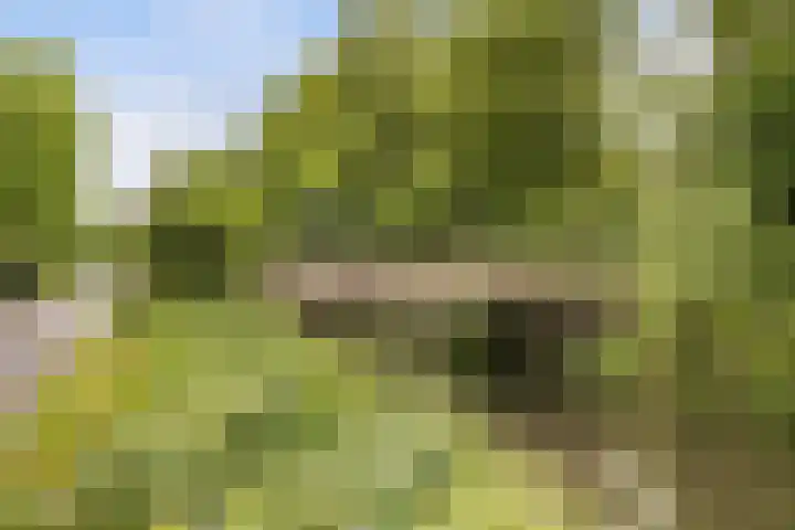 Schaapherder 17 Leusden thumbnail 41