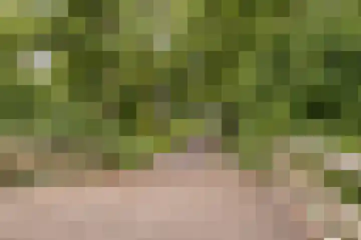 Schaapherder 17 Leusden thumbnail 42