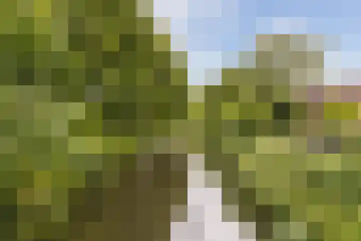 Schaapherder 17 Leusden thumbnail 43