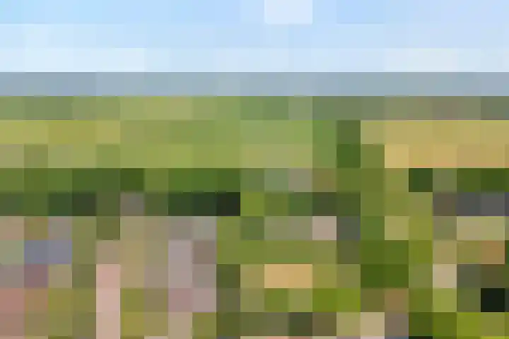 Schaapherder 7 Leusden thumbnail 10