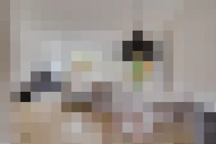 Schaapherder 7 Leusden thumbnail 10
