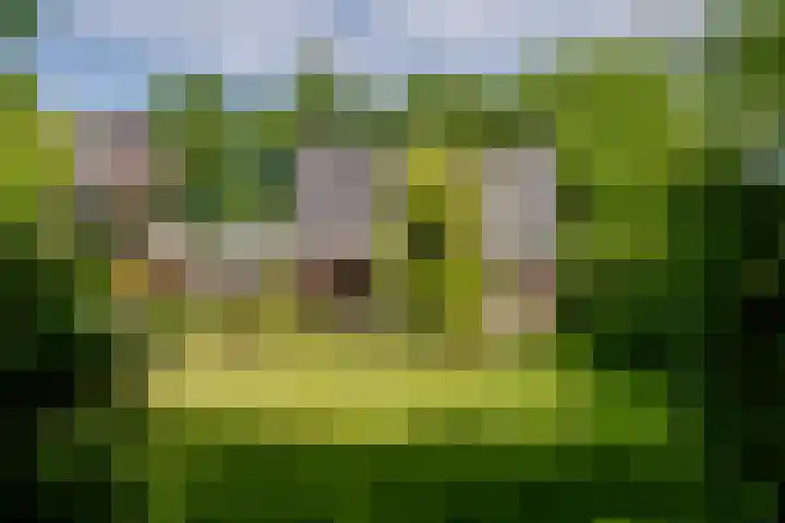 Schaapherder 7 Leusden thumbnail 28