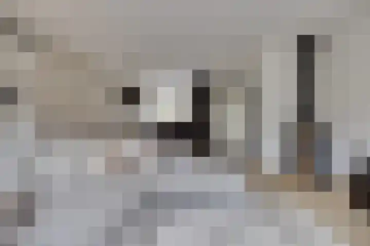 Schaapherder 7 Leusden thumbnail 5