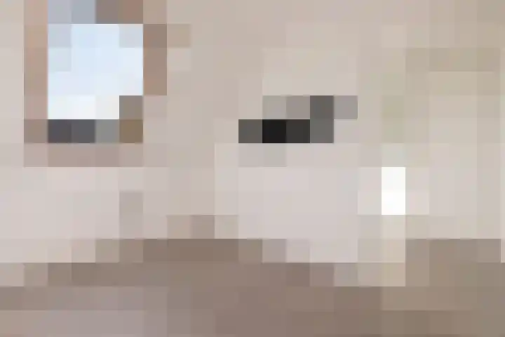 Schaapscheerderslaan 21 Voorthuizen thumbnail 26