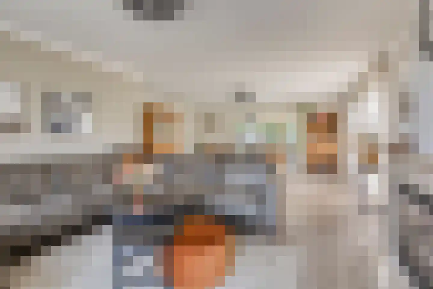 Schaapsdijk 2 a Loosbroek thumbnail 10
