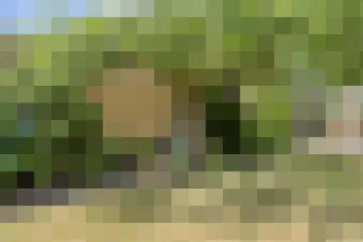 Schaapsdijk 22 Loosbroek thumbnail 4