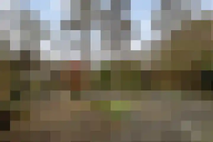Schaapsdrift 233 Zevenaar thumbnail 24