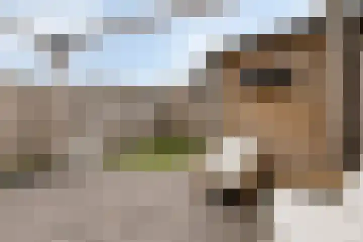 Schaapsdrift 59 Arnhem thumbnail 52