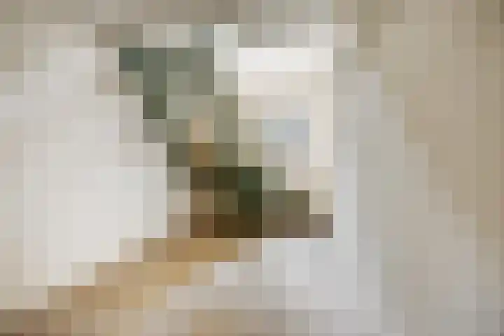 Schaapsdrift 6 Doorwerth thumbnail 28