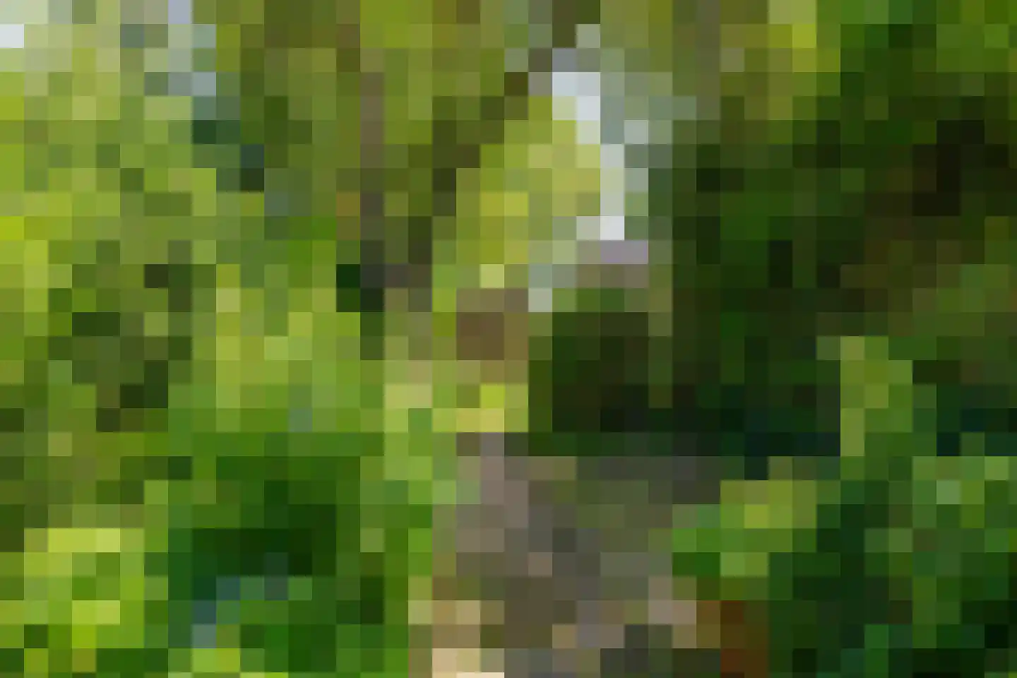 Schaapsdrift 7 Arnhem thumbnail 14