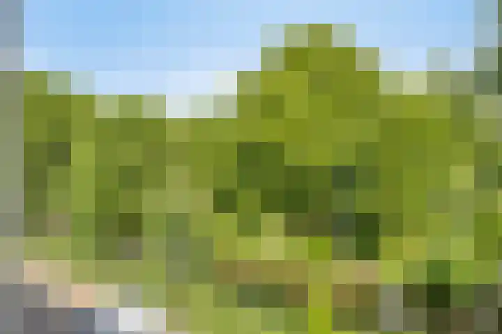 Schaapsdrift 91 Zevenaar thumbnail 16
