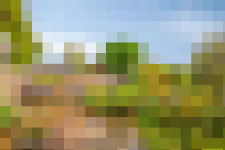 Schaapsdrift Overbeek 9 Velp thumbnail 38