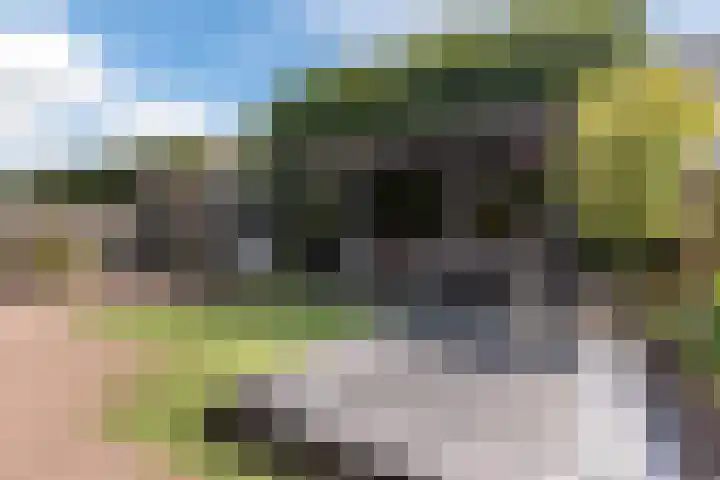 Schaapsheide 12 Odiliapeel thumbnail 36