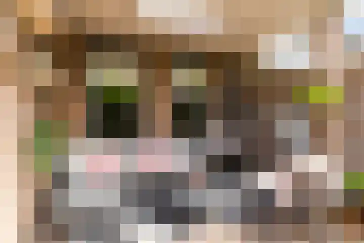 Schaapskuil 10 Bladel thumbnail 30