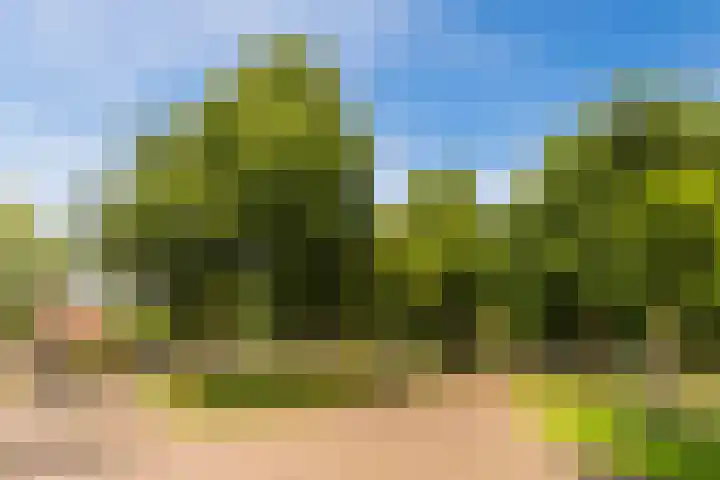 Schaapskuil 10 Bladel thumbnail 35