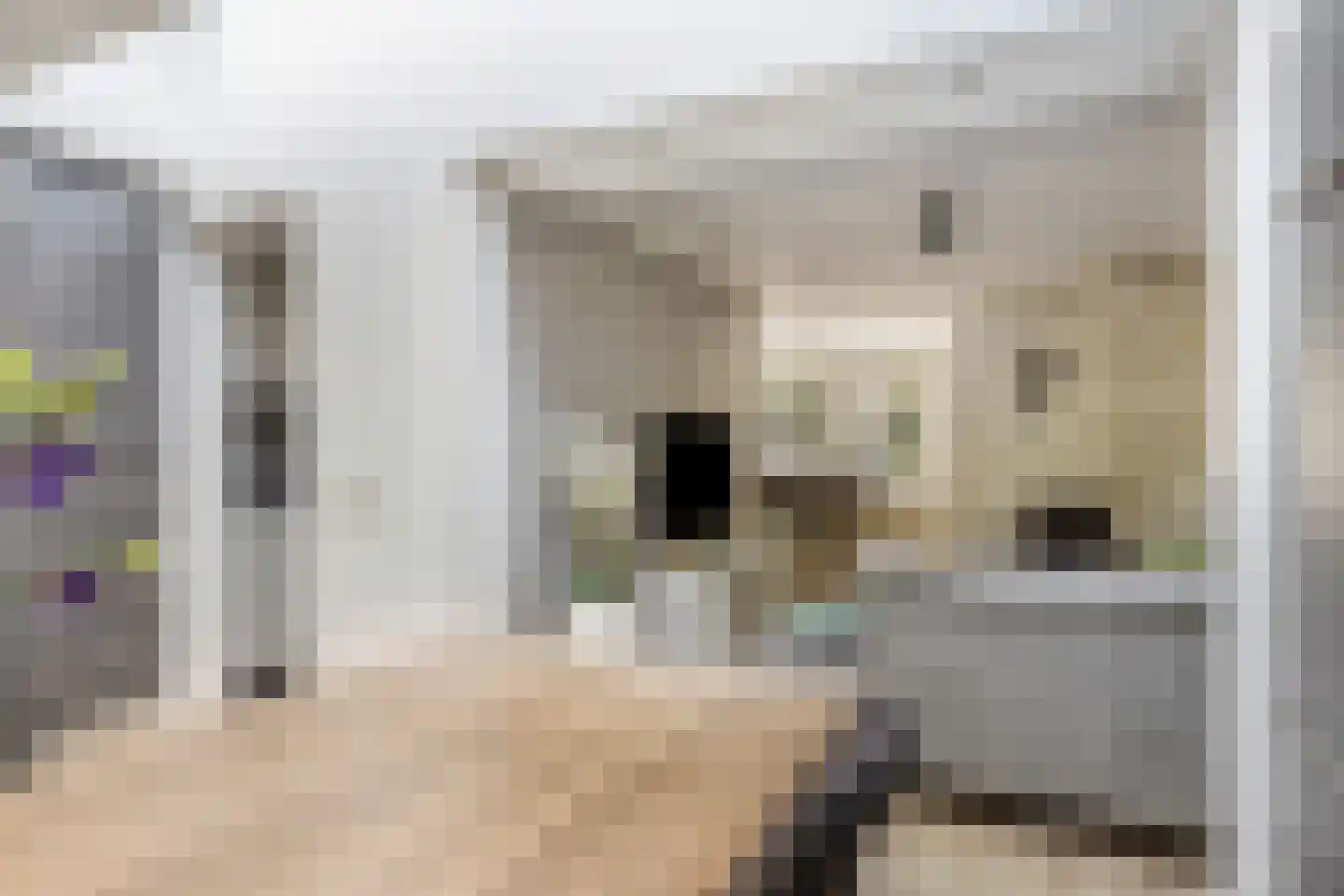 Schaapskuil 44 Bladel thumbnail 15