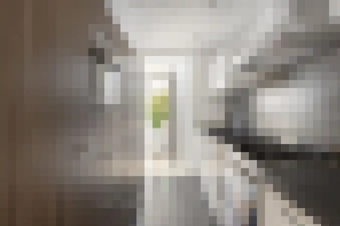 Schaapskuil 44 Bladel thumbnail 17