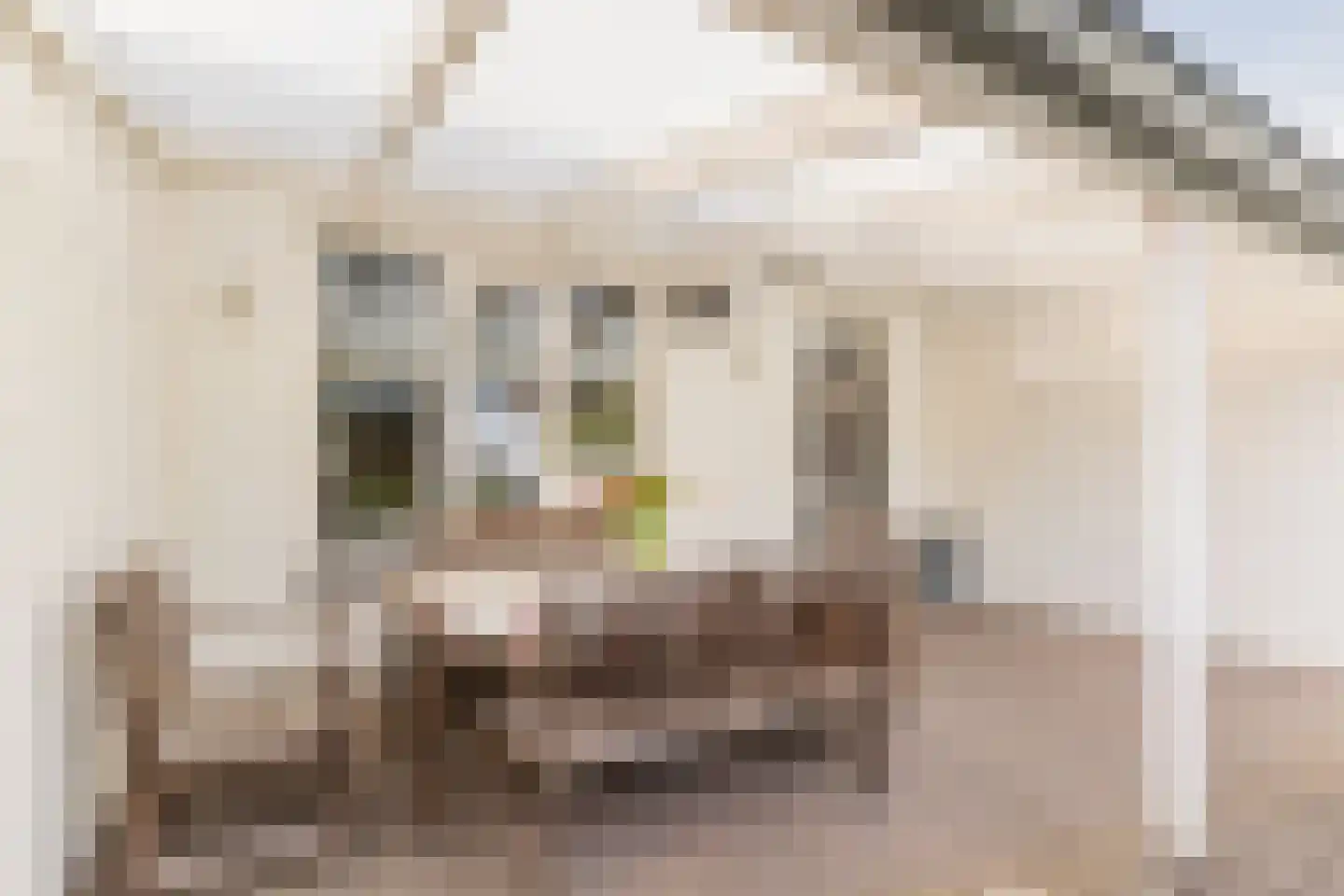 Schaapskuil 9 Bladel thumbnail 31