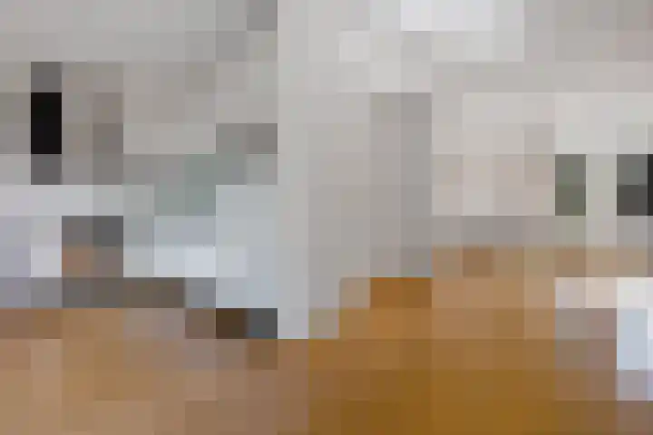 Schaapstreek 1 B Ees thumbnail 15