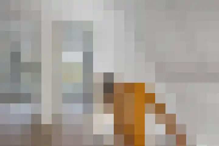 Schaapstreek 1 B Ees thumbnail 27