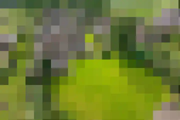 Schaapstreek 1 B Ees foto 3