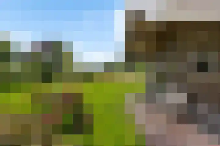 Schaapstreek 1 B Ees thumbnail 40