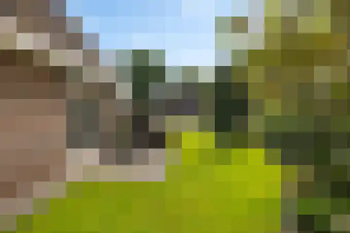 Schaapstreek 1 B Ees thumbnail 48