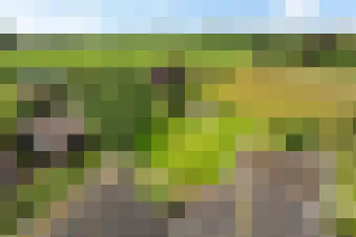 Schaapstreek 1 B Ees thumbnail 50