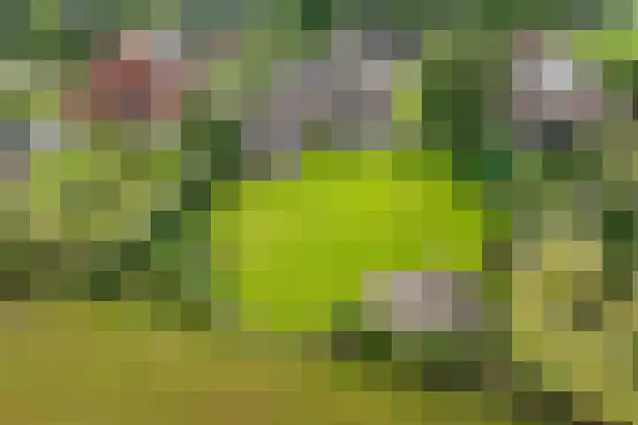 Schaapstreek 1 B Ees thumbnail 51