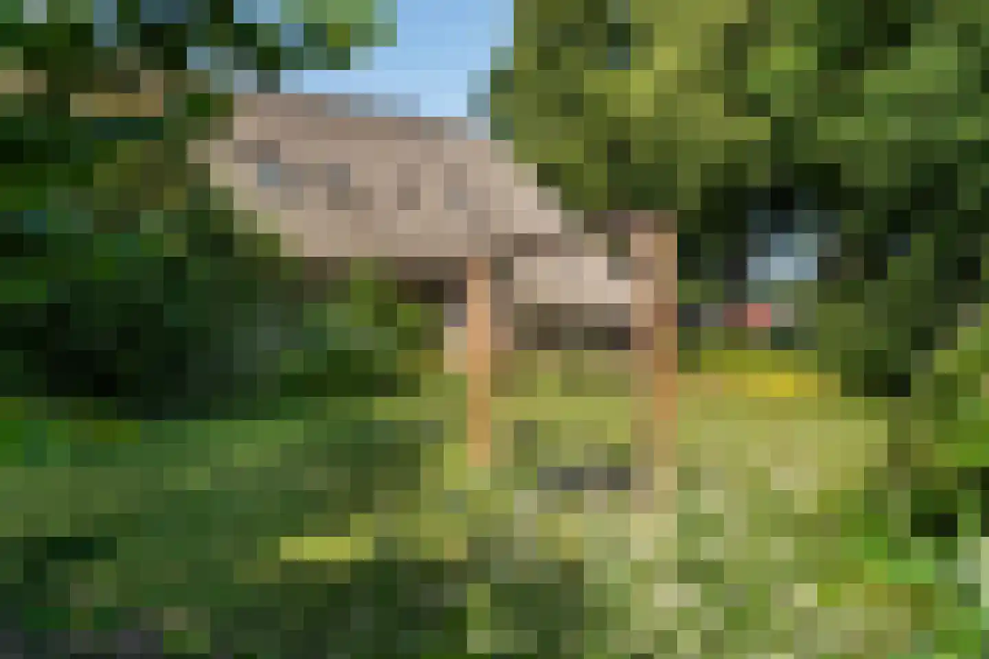 Schaapstreek 5 Sleen thumbnail 43