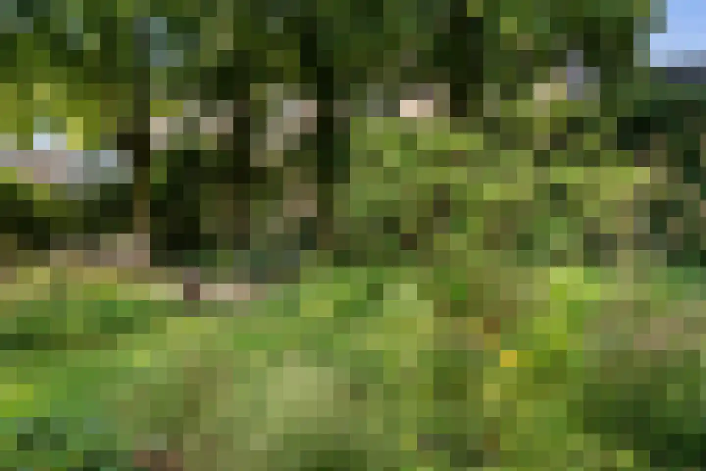 Schaapstreek 5 Sleen thumbnail 59