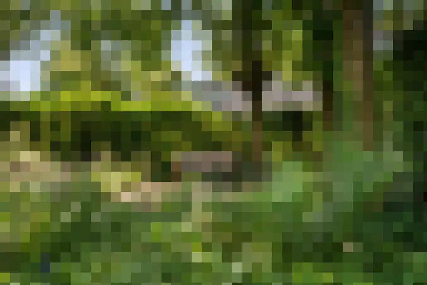 Schaapstreek 5 Sleen thumbnail 60