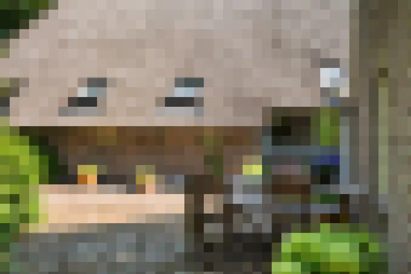 Schaapstreek 5 Sleen thumbnail 70