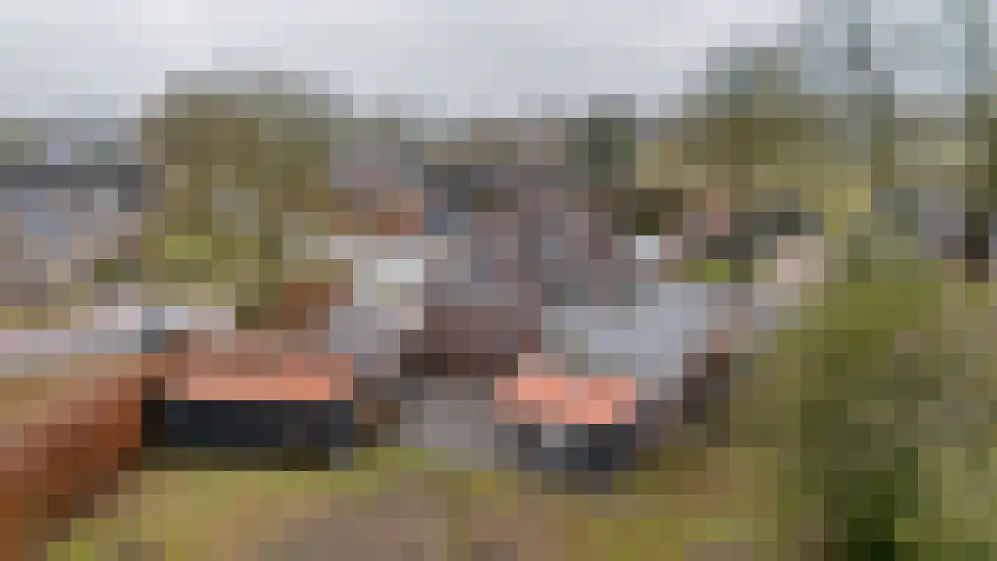 Schaapstreek 7 Sleen thumbnail 64