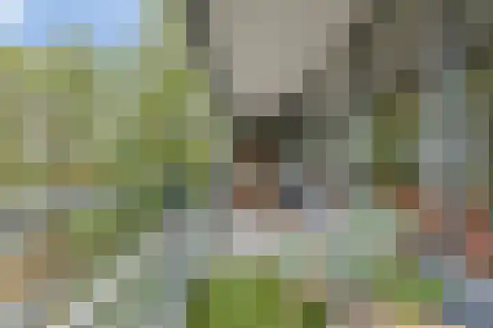 Schaapsveldje 94 's-Hertogenbosch thumbnail 7