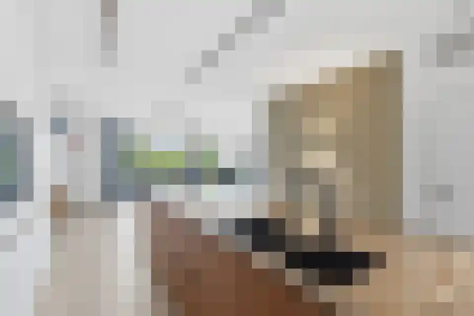 Schaapsweide 3700 Tongeren Heel foto 3