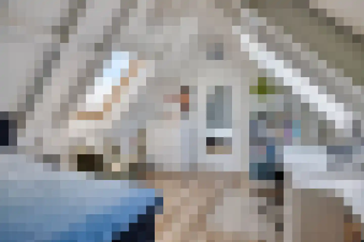 Schaapvelden 14 Best thumbnail 40